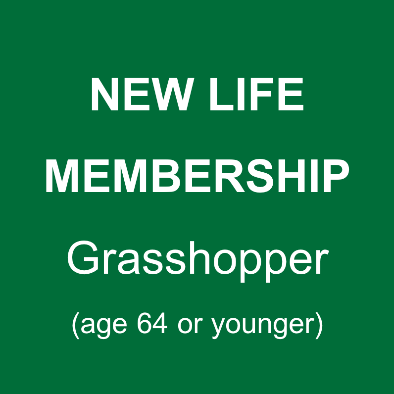 Grasshopper